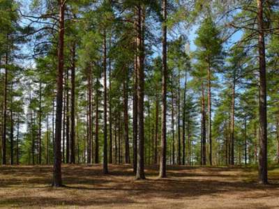 Pine Forest (Пайн Форест), Варшавское, Калужское, Каширское, Киевское, Симферопольское