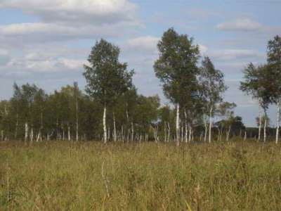 Изумрудная поляна, Ярославское